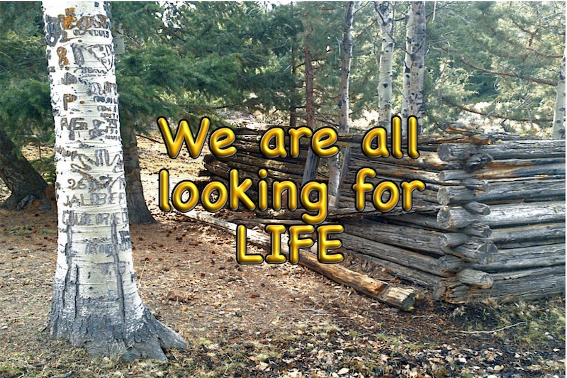 Picture of Looking For LIFE Cabin